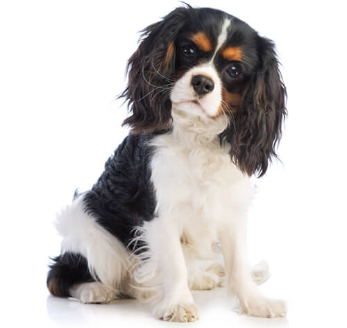 Cavalier king charles spaniel breed sale dogs